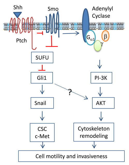 Mechanisms of the Shh pathway-induced cell motility and invasiveness.