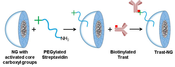 Scheme for the synthesis of Trast-NG conjugate