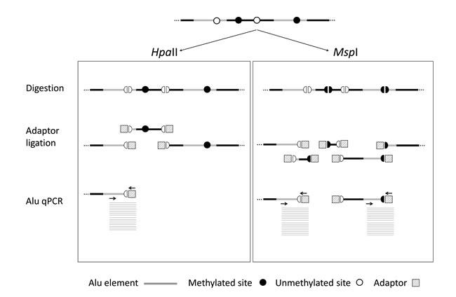 QUAlu technique diagram.