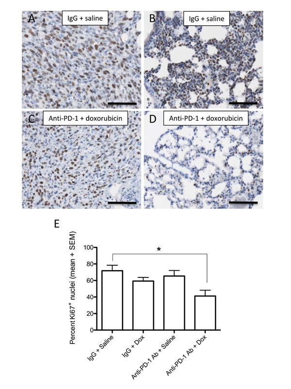 Effect of anti-PD-1 and doxorubicin combination treatment on cell proliferation