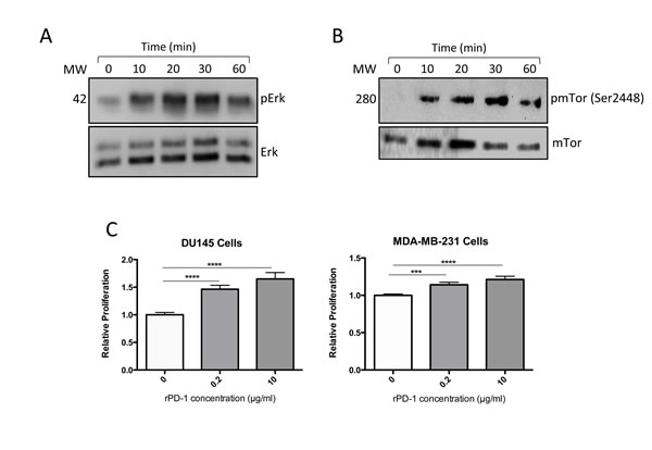 Effect of recombinant PD-1 (rPD-1) on phosphorylated ERK (pERK) and total ERK in MDA-MB-231 cells as determined by Western immunoblot.