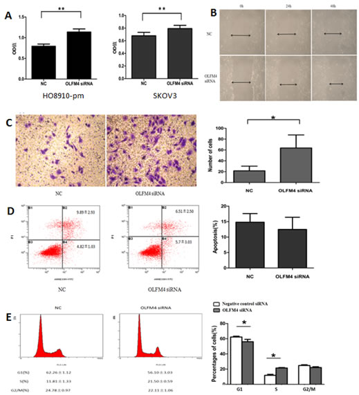 Effects of OLFM4 on ovarian serous adenocarcinoma cells.