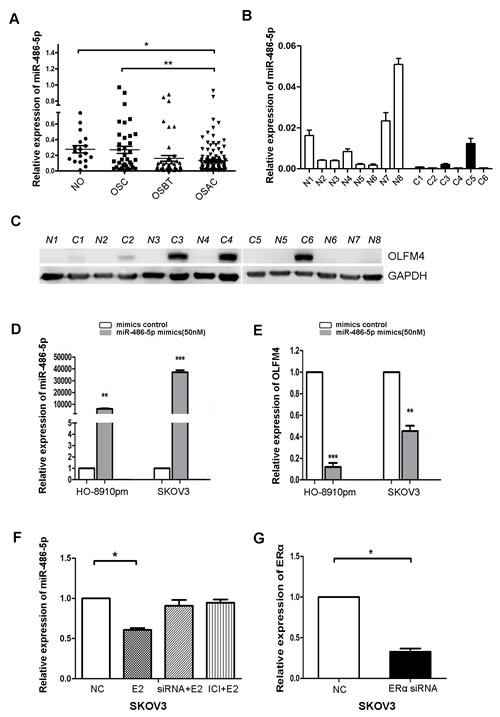 Estrogen regulates the expression of miR-486-5p, which targets OLFM4.