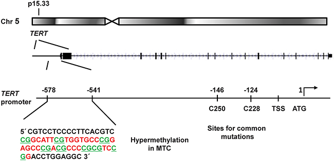 Schematic illustration of the TERT gene locus in chromosomal region 5p15.33 and its promoter region.
