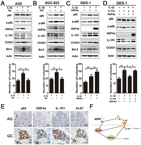 HNF4&#x03B1; and IL-1R1 is essential for IL-1&#x03B2;-induced expression and phosphorylation of p65.