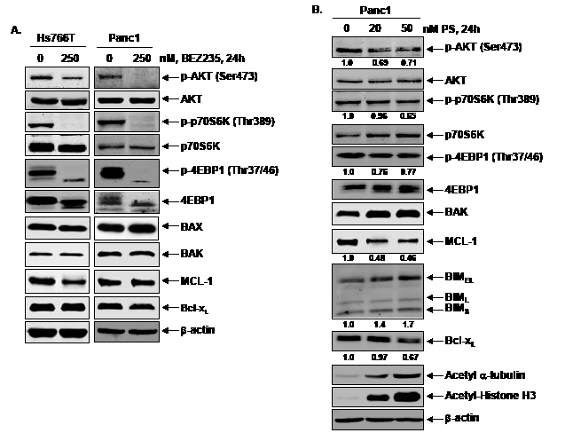 Effects of treatment with BEZ235 or PS on mTOR signaling and BCL2 family proteins in pancreatic cancer cells.