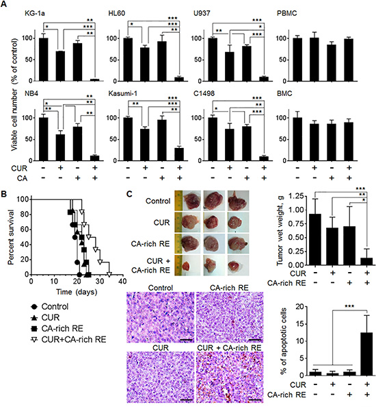 CUR and CA synergistically reduce the numbers of viable AML cells in culture and retard AML development in murine models.