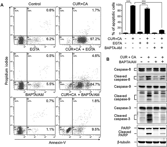 Intracellular but not extracellular Ca2+ mediates the CUR+CA-induced apoptosis in AML cells.