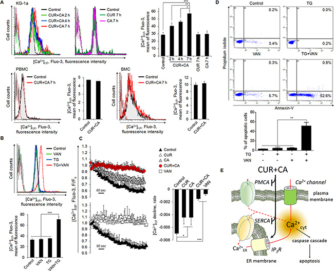 Compromised extrusion of Ca2+cyt through the plasma membrane contributes to sustained Ca2+cyt rise in CUR+CA-treated AML cells and, thereby, to apoptosis.