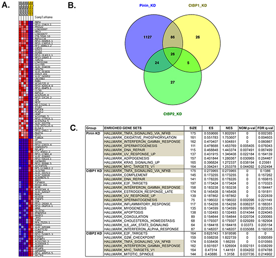 Analysis of RNA sequencing data at the gene level indicates the overlap between Pinin-KD cells and CtBP-KD cells in gene expression and cell function.