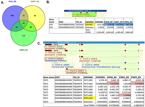 Analysis of RNA sequencing data at the transcript level identified significant transcript isoforms that could affect gene expression and gene function.