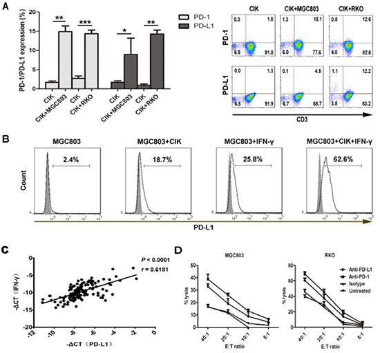 PD-L1/PD-1 pathway blockade efficiently increases tumor-killing activity of CIK cells.