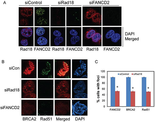 Effect of Rad18 or FANCD2 depletion on Rad18, FANCD2, BRCA2 and Rad51 foci formation in response to CPT.