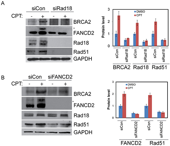 Rad18 is important for proper activation of FANCD2 and both Rad18 and FANCD2 are important for the stability of Rad51 and BRCA2.