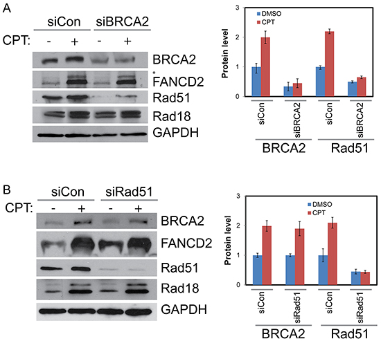 BRCA2 increases stability of Rad51 in CPT-treated cells but Rad51 has no detectable impact on BRCA2, Rad18 or Rad51.