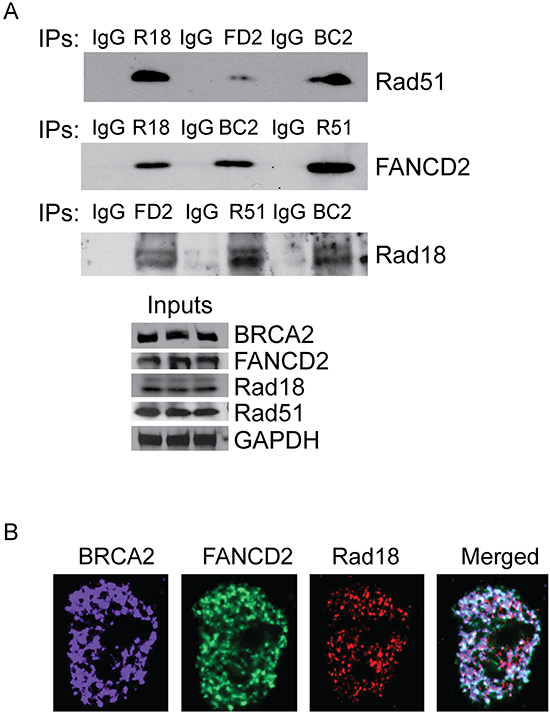 Rad18, FANCD2, BRCA2 and Rad51 co-immunoprecipitates and co-localizes in response to CPT.