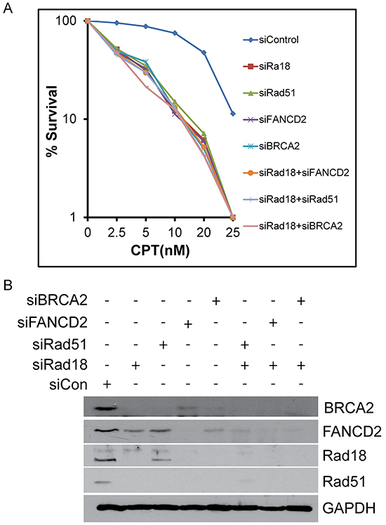 Depletion of Rad18, FANCD2, BRCA2 or Rad51 singly or in combination with Rad18 sensitizes cells to CPT to similar extent.