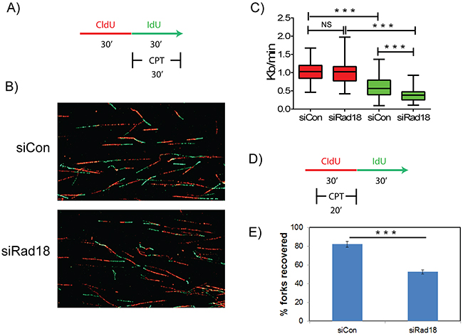 Rad18 is necessary for replication fork stability and recovery in response to CPT-induced replication blocks.