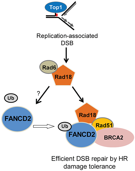 Summary of the data in a hypothetical model showing the functional relationships between Rad18, FANCD2, BRCA2 and Rad51 in repair of Top1-poisons-induced DSB.