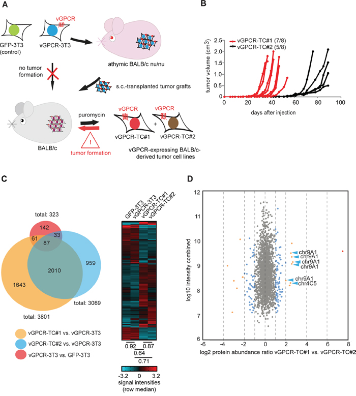 Large-scale analysis of the transcriptome and proteome of cell lines from the vGPCR mouse tumor model.