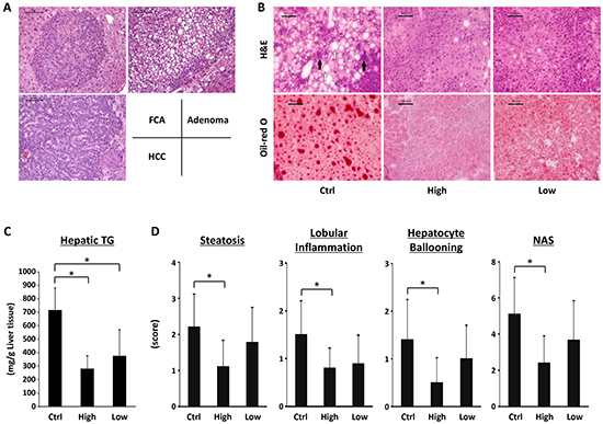 Effects of SA on the hepatic histopathology and intrahepatic triglyceride levels of the experimental mice.