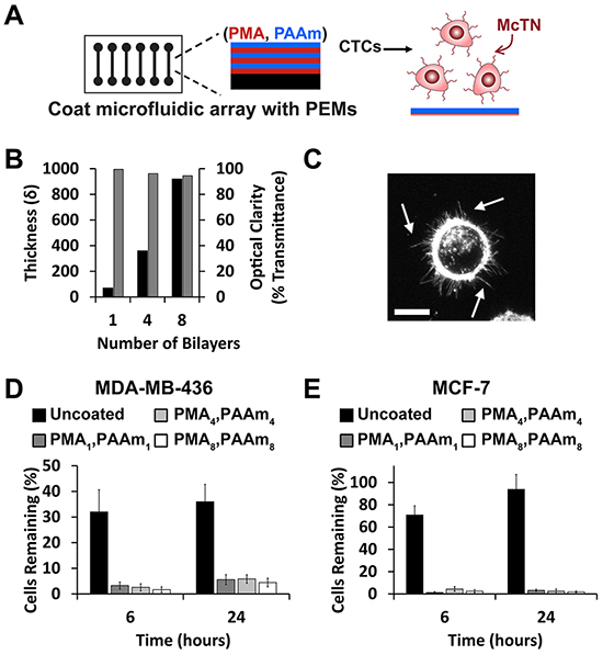 PEMs form a cytophobic layer allowing McTN visualization on microfluidic devices.