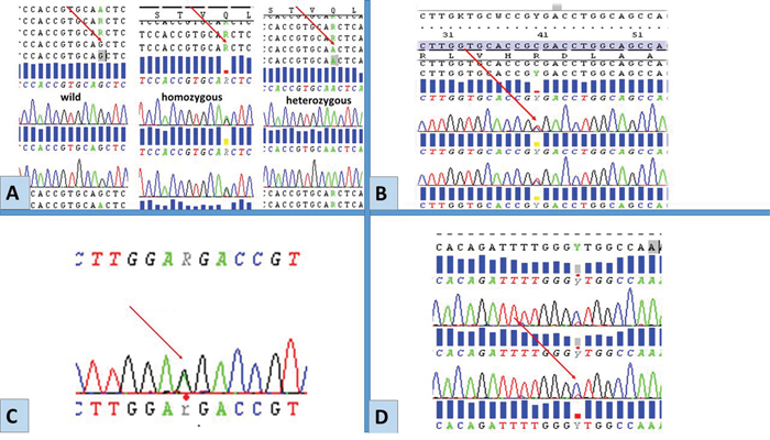 Representative chromatograms of mutations/SNPs revealed from sequences analysis of EGFR by Sanger sequencing.