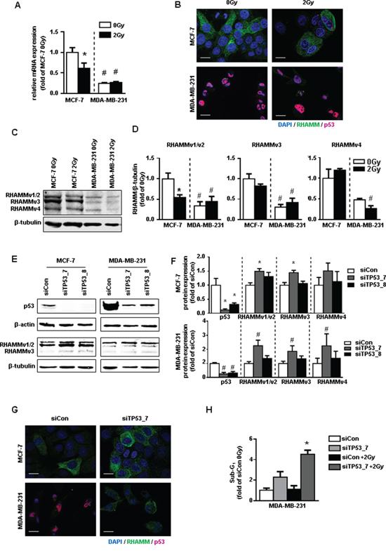 p53 and RHAMM variant status of MCF-7 and MDA-MB-231 in response to 2Gy irradiation.