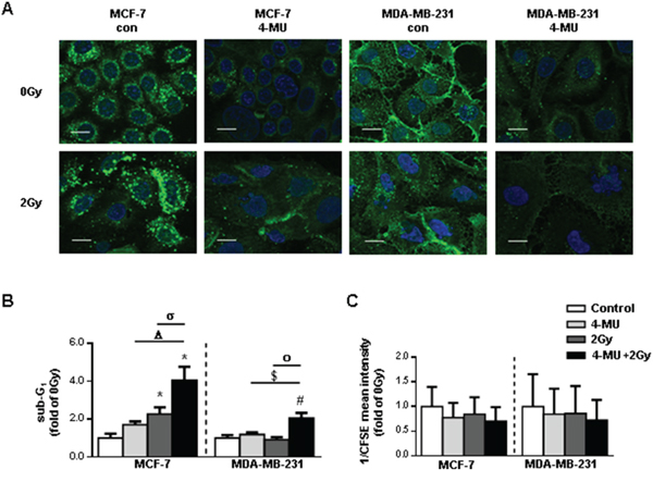 Pharmacological inhibition of HA system via 4-MU in MCF-7 and MDA-MB-231 leads to increased radiosensitivity.