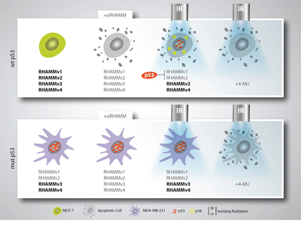 Schematic model of mamma-ca radiosensitization.