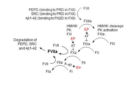 The FXII-FVII proteolysis pathway that detects and degrades PEPD, SRC and A&#x3b2;1-42, and its inhibition by EP.