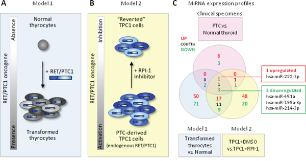 Combined analysis of miRNAs in PTC clinical samples and in vitro cell models