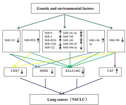 A hypothetical model to explain the molecular mechanisms of NSCLC based on enrolled data sets.