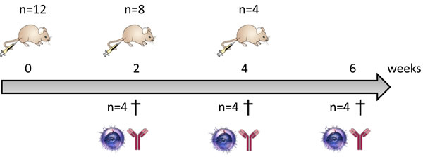 Vaccination schedule in mice.