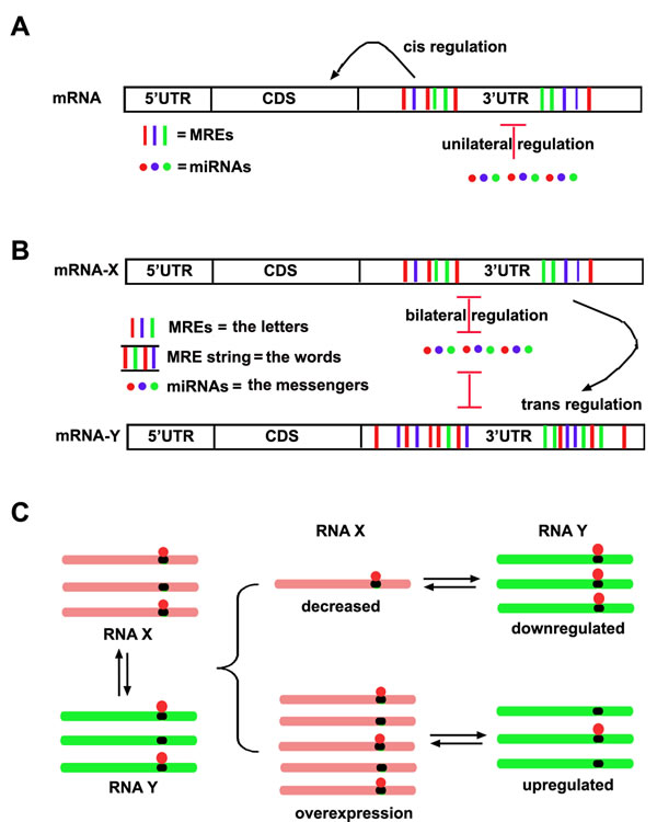 The schematic ceRNA hypothesis.