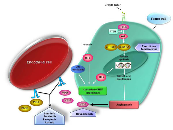 Signaling pathways inhibition by targeted agents in mRCC.