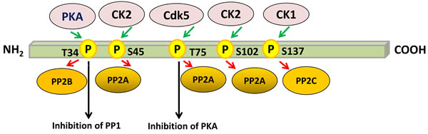 Regulation of PP1 and PKA by multisite phosphorylation of DARPP-32.