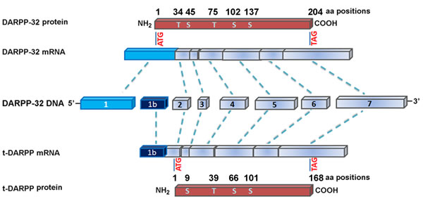 Genomic structure of DARPP-32 and its truncated isoform, t-DARPP.