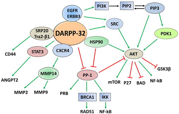 DARPP-32-regulated cancer signaling pathways.
