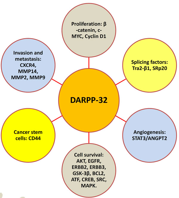 DARPP-32 regulates major hallmarks of tumorigenesis.