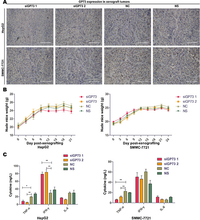 Modified siRNA effectively silenced GP73 in vivo with no serious immunoreactions.