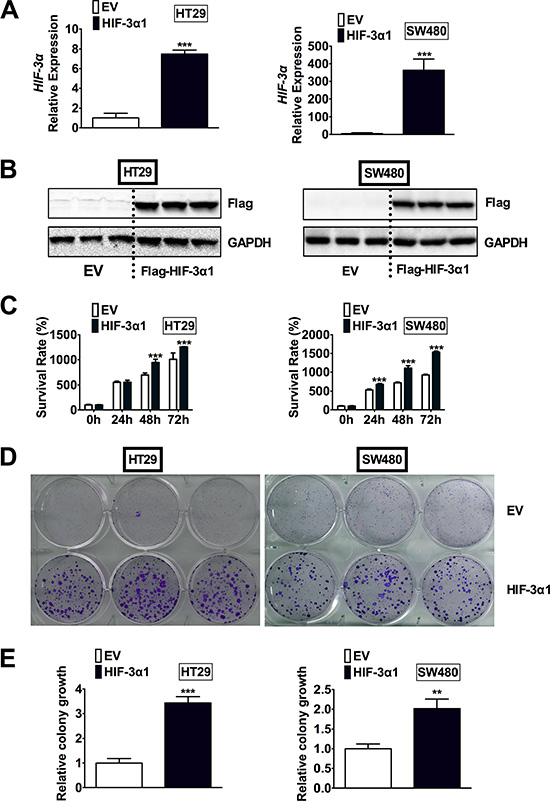 Overexpression of HIF-3&#x03B1;1 enhances CRC cell and colony growth.