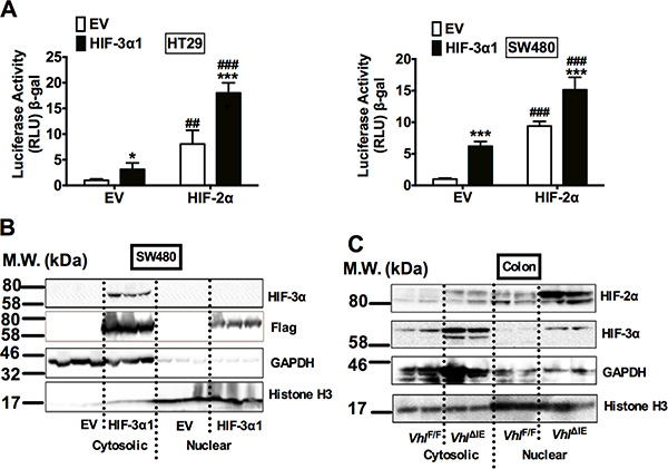 HIF-3&#x03B1;1 can activates hypoxia response gene in CRC cells and is majorly located in the cytosol when stabilized.