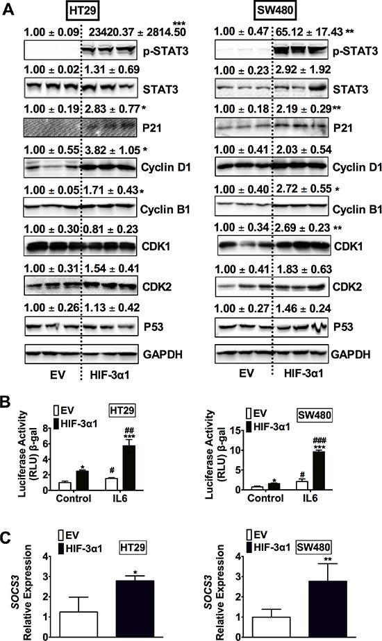 Overexpression of HIF-3&#x03B1;1 activates STAT3 signaling in CRC cells.