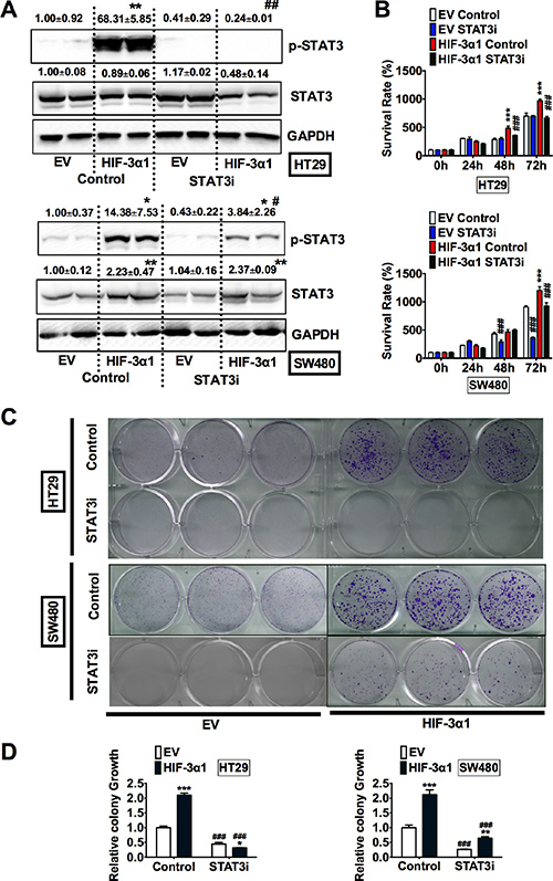 Inhibition of STAT3 decreases HIF-3&#x03B1;1-enhanced CRC cell and colony growth.