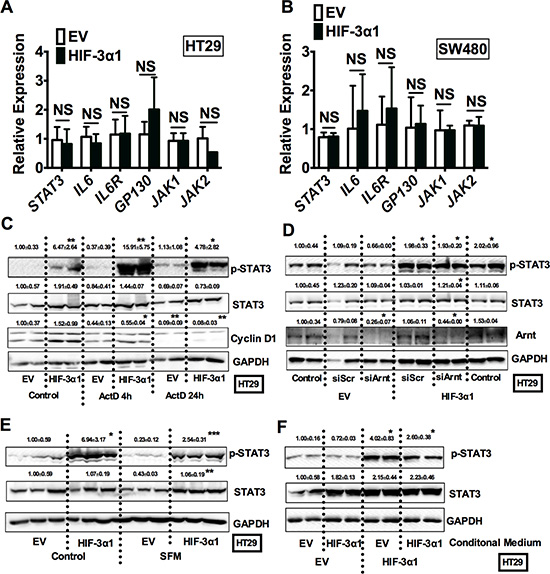 HIF-3&#x03B1;1-promoted activation of STAT3 is not through increased transcription.