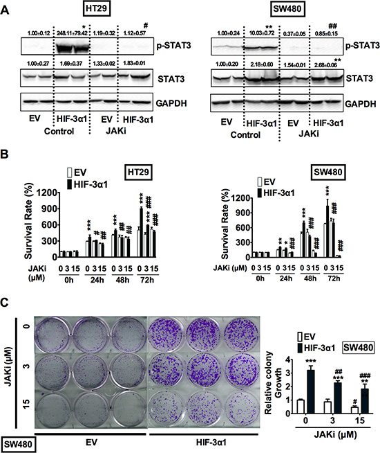 HIF-3&#x03B1;-promoted activation of STAT3 requires JAK signaling.