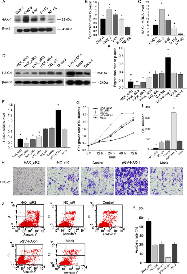 Effect of depletion or enforcing HAX-1 expression on proliferation, migration and apoptosis of NPC cells.