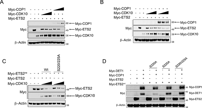 COP1/DET1 aid in the CDK10 mediated degradation of ETS2.