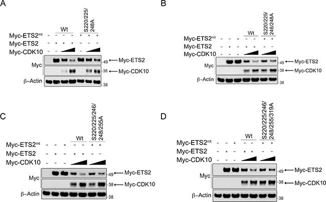 ETS2 alanine mutants for CDK10 phosphorylation sites are less susceptible to CDK10 mediated degradation.